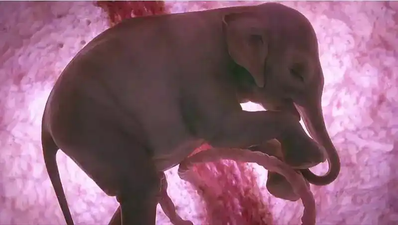 深入子宫内部拍摄,真不愧是bbc!