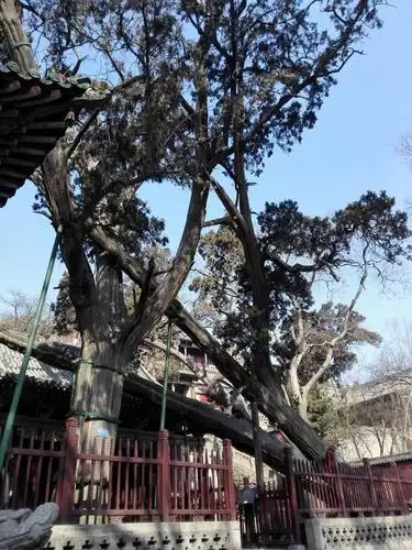 晋祠三绝—周柏 - 简书