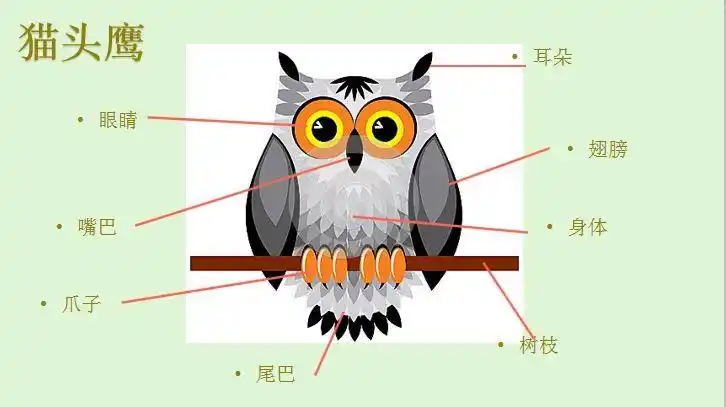 多元课堂线描4班之猫头鹰