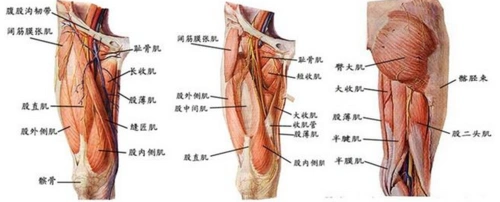 大腿根部外侧疼痛是什么原因