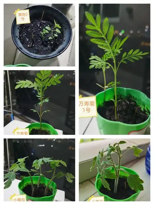 倪祥哲的植物观察日志(2020暑假) - 美篇