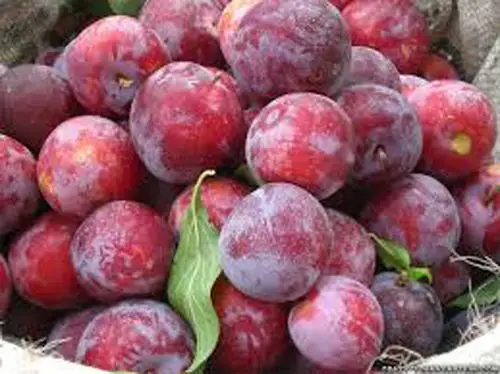 22 delicious pictures of plum fruits