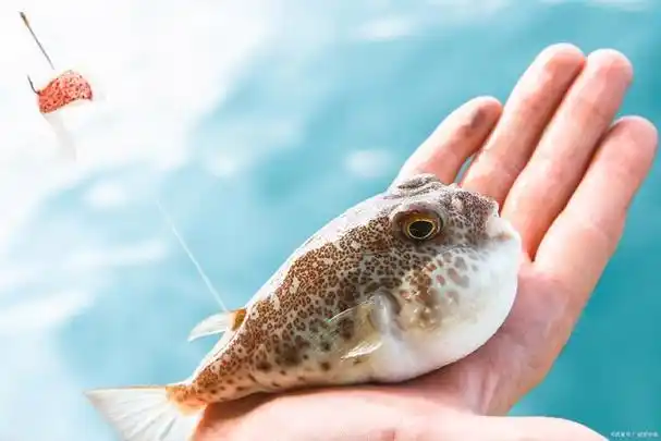 河豚:是鱼还是另有其说?