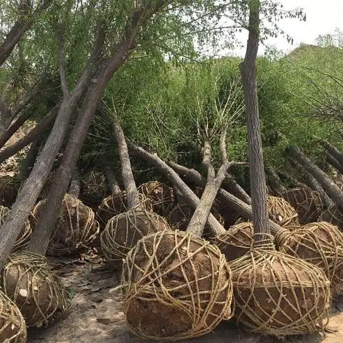 供应丝绵木树苗 基地直销绿化工程苗木 规格齐全 丝棉木苗
