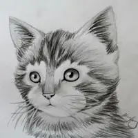 素描猫头像手绘猫头像各种猫咪哪种才是你的最爱