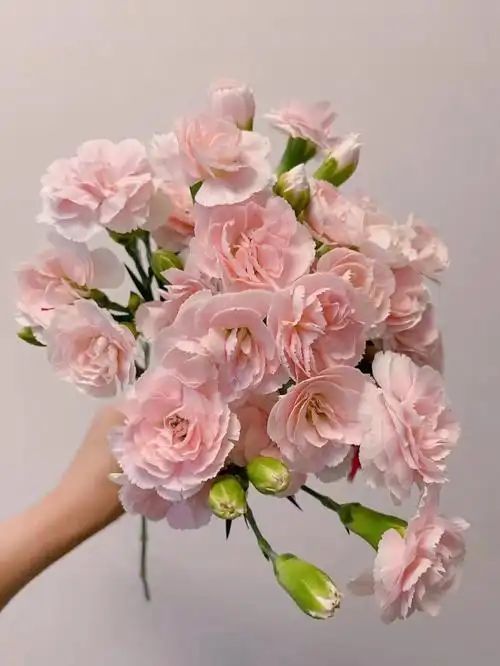 太子妃多头康乃馨粉色