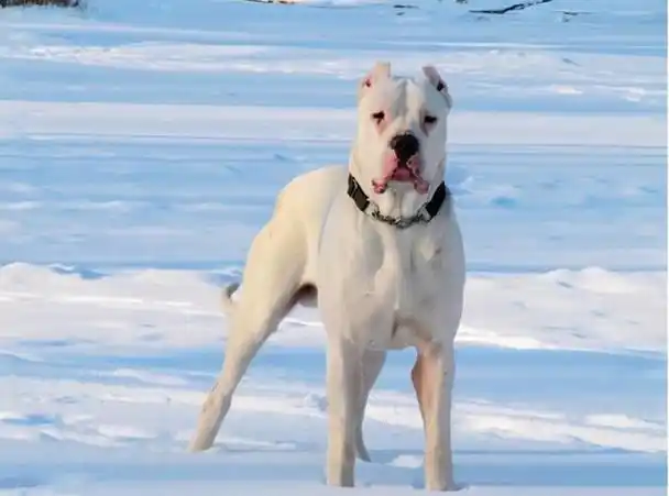 大型宠物狗的品种及图片,世界上最高大的十种狗狗(大型宠物狗的品种及