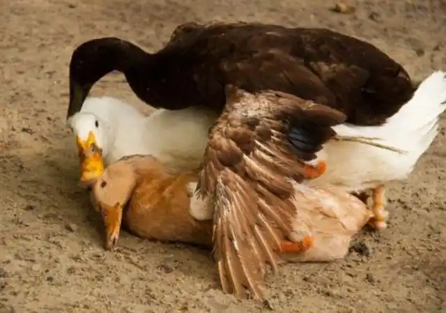 鹅与鸭杂交会有后代吗有人做过相关实验会不会是条致富之路