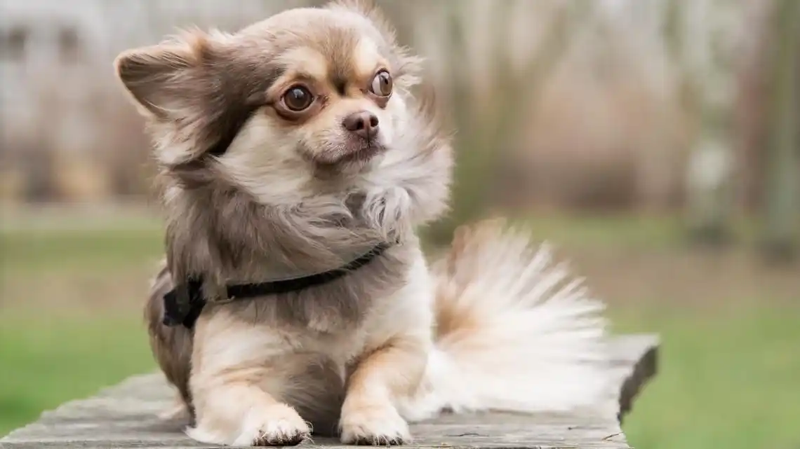 高清吉娃娃犬图片516