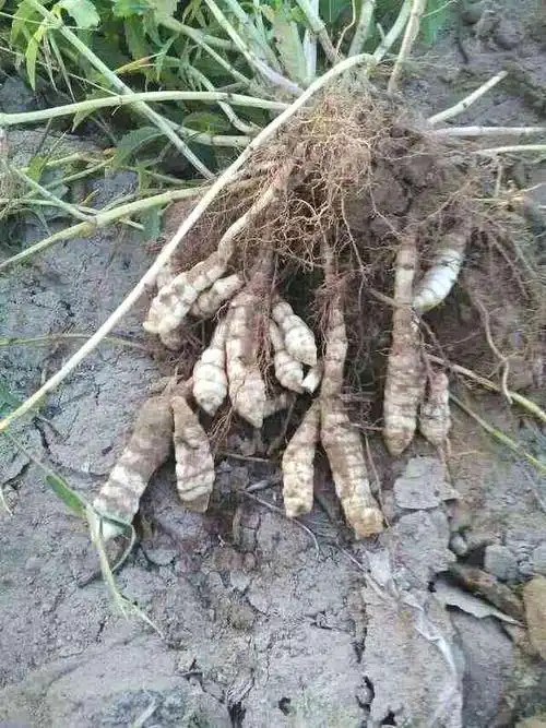 地虫草的一大功效就是壮阳补肾,每天来几口,再重的肾虚都能痊愈,比