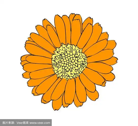 万寿菊的矢量插图