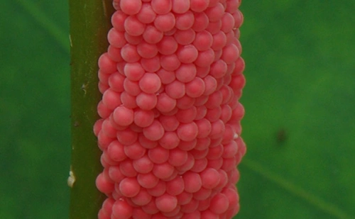 请问,蜗牛的卵是什么样子?请说明,如果有照片更好.