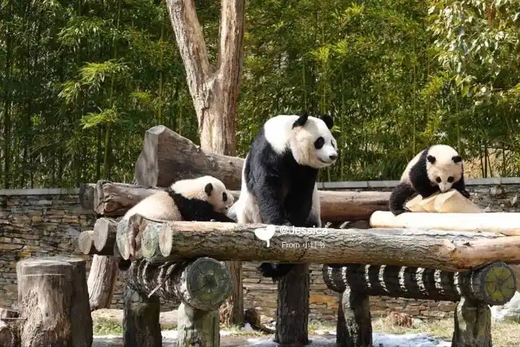 阿坝咋个耍网友有话说卧龙中华大熊猫苑神树坪基地