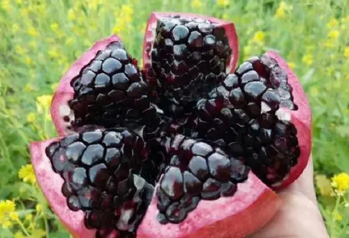 这5种黑色水果吃过2种以上就不得了全吃过的才是真土豪