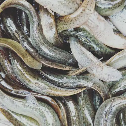 品种名:台湾泥鳅          本场地30亩,常年出售泥鳅苗,商品