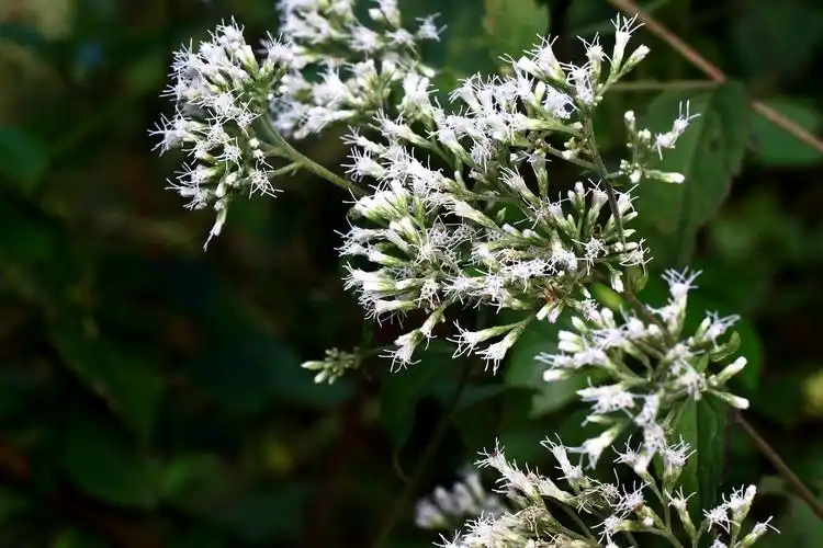 多须公菊科泽兰属
