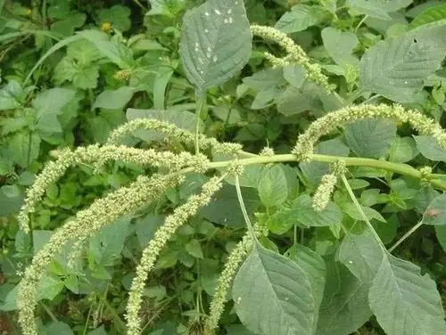 乡下喂猪的野草殊不知清热解毒消肿止痒你吃过吗