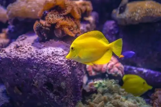 黄汤鱼(yellow tang fish)