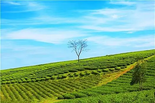茶园景色图片