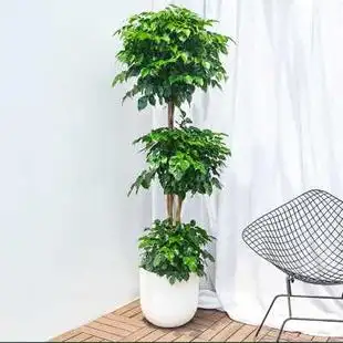 单杆幸福树盆栽室内绿宝树客厅办公室大型绿植造型盆景易活植物.