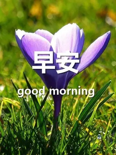 微信群发早安正能量唯美图片