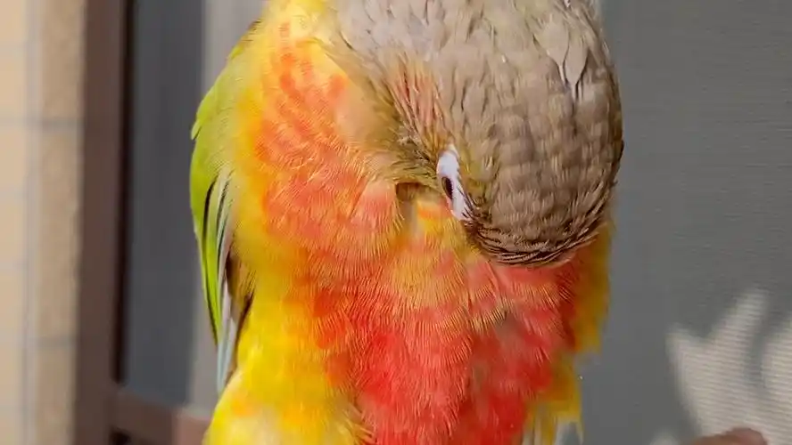 凤梨小太阳鹦鹉