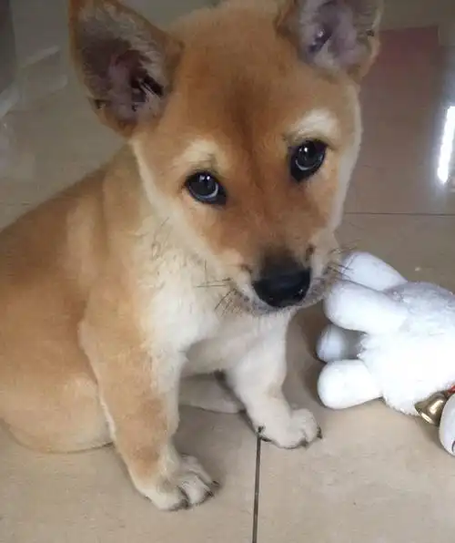 朋友送了只柴犬 感觉是串串 就好奇问一下他的品相如何3个月大