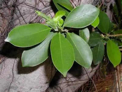 榕树叶的栽培技术_百度知道