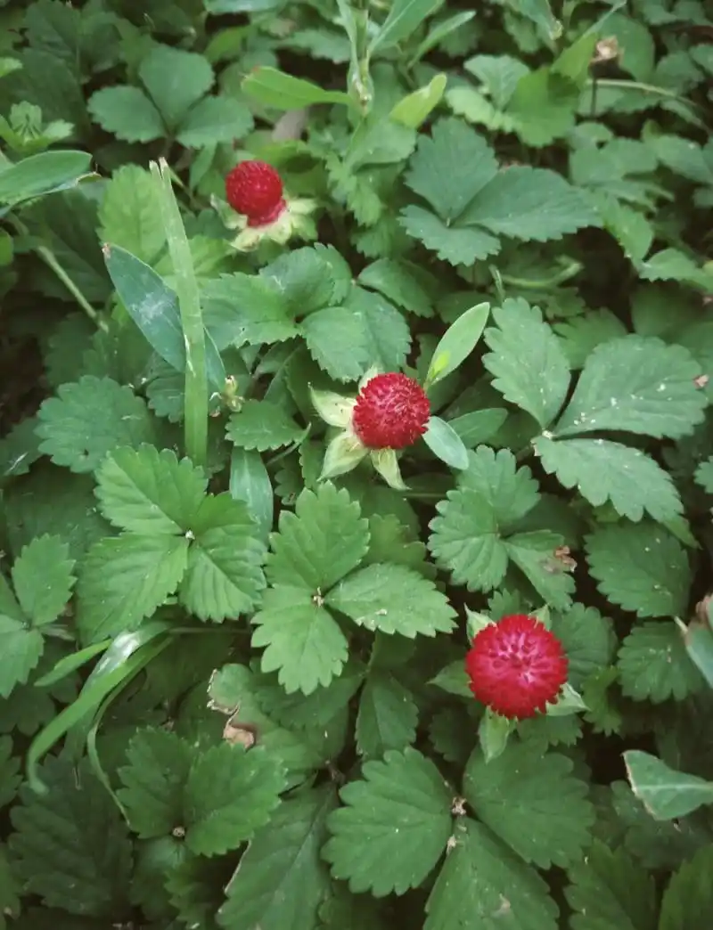 🌿蛇莓草:全草入药的奇妙植物🌱