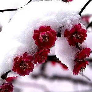 傲雪腊梅头像