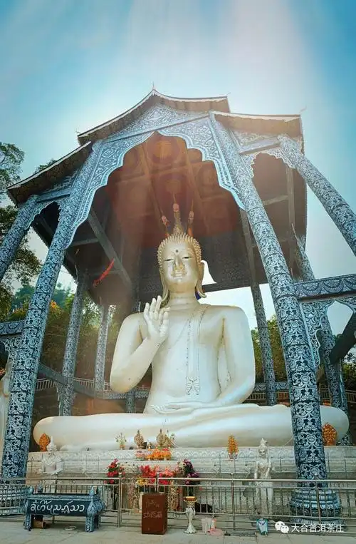 就爱这股味6千年古茶寨老曼峨