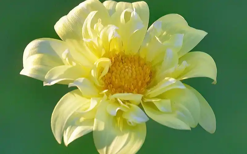 我在等一朵花开,高清壁纸图片,鲜花背景-回车桌面