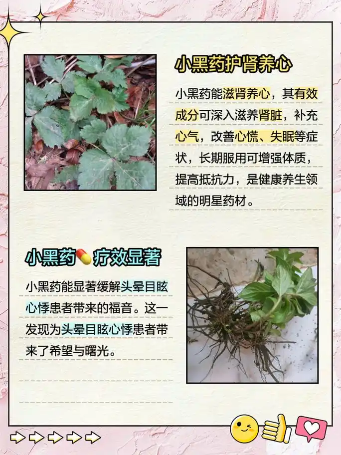 小黑药的功效与作用 家人们,今天来聊聊一种特别神奇的草药——小黑药