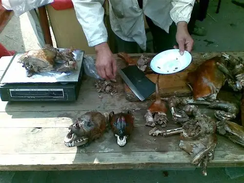 浙江杀狗事件 几天杀了几百只 令人发指