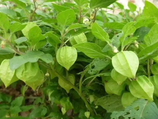 农村常见的野果子,全吃过的应该是北方农村娃