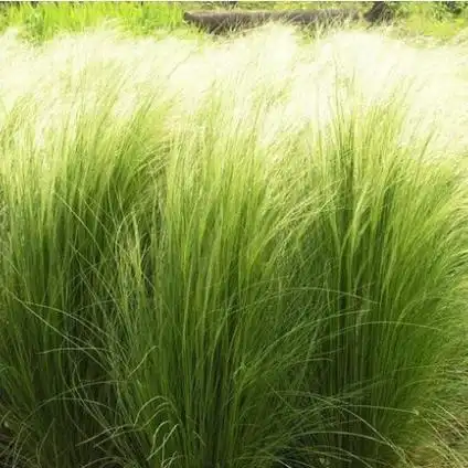 充满野趣的观赏草