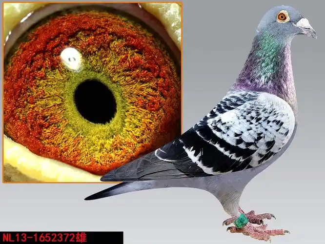 路易斯凡龙【绿眼金龙】