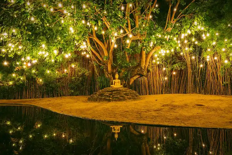 菩提树下图片下载