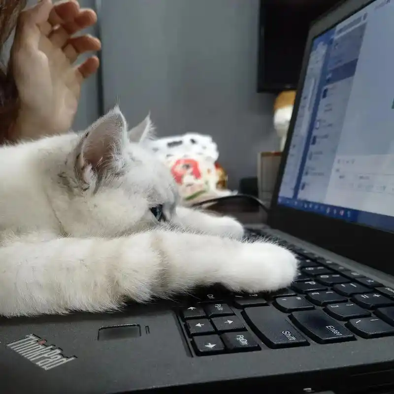 猫咪日常  会敲键盘了00 - 抖音