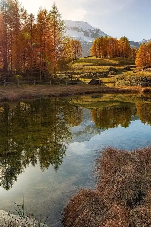 树木,池塘,水中倒影,秋天