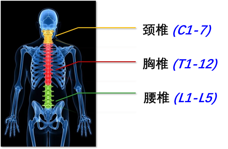 认识脊柱侧弯 - 好大夫在线