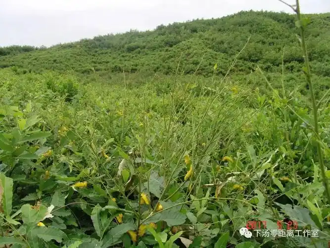 养殖五彩柞蚕推进精准扶贫