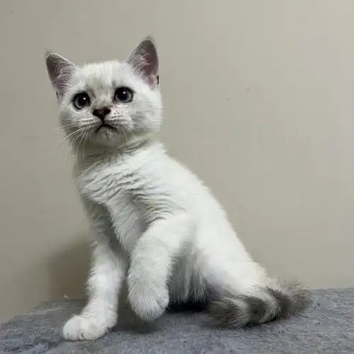 稀有银点英短妹妹全加拿大可飞