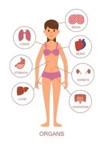 女性身体的解剖照片