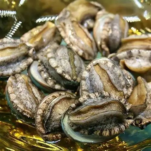 回顾从几十到几块鲍鱼价格大跳水海洋软黄金经历了什么