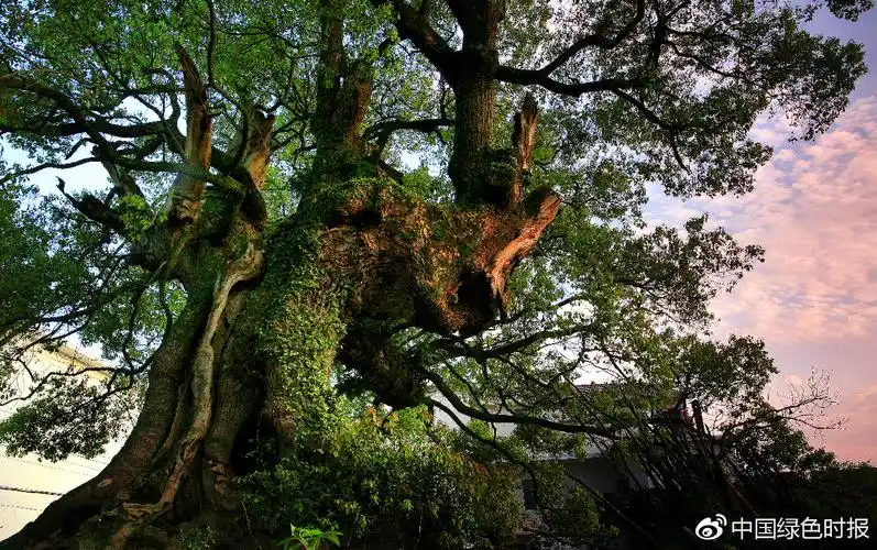 江西樟树:科研与产业齐飞