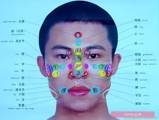 面部反射区示意图