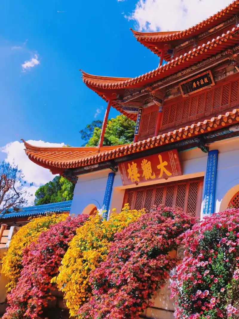 "露湿秋香满池岸,由来不羡瓦松高"大观公园看各种各样的菊花# - 抖音