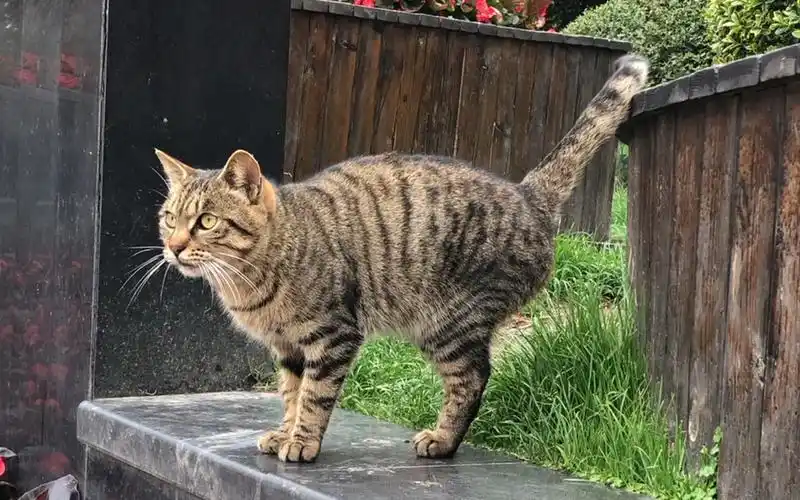 野生狸花猫很亲人 野猫