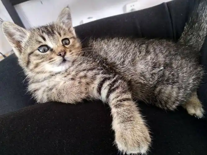 小狸花猫喜欢咬人